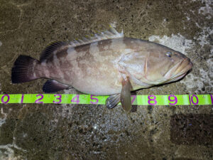 五島列島で堤防クエ釣り