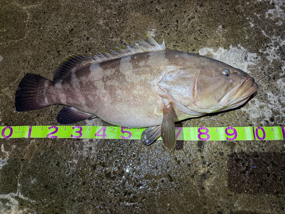 五島列島で堤防クエ釣り