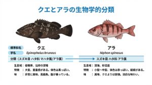 クエとアラの違いとは？九州の呼び名から見分け方を解説 - 九絵村アラ | 九絵師