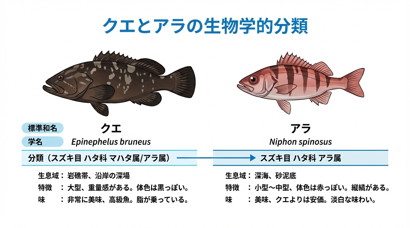 クエとアラの生物学的分類を比較する図解。標準和名、学名、科・属の違いが表形式で分かりやすくまとめられている。