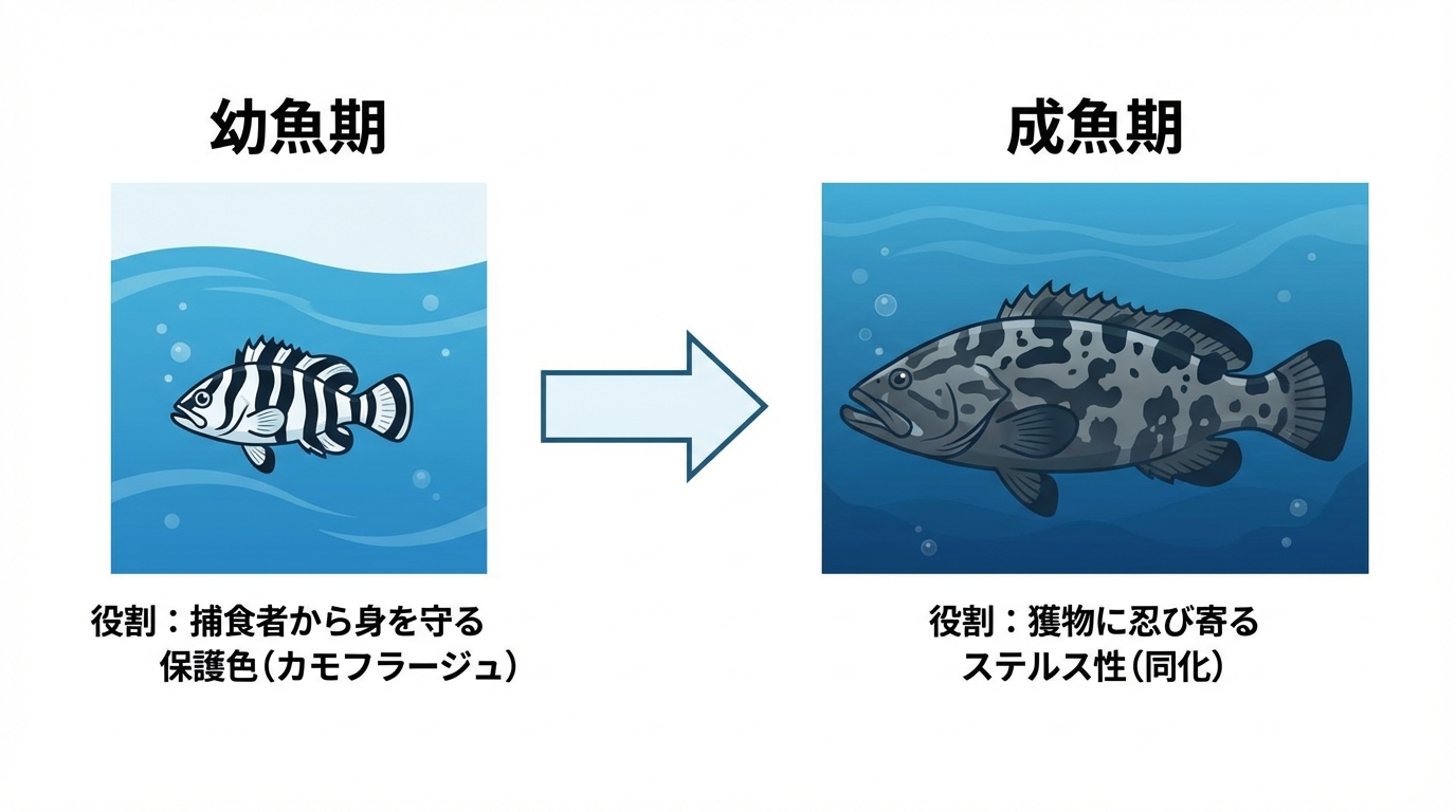 クエの成長段階による体の模様の変化と、その生物学的な役割を示した図解。幼魚期は保護色、成魚期はステルス性という役割の変化がわかる。
