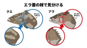 クエとアラの違いとは？九州の呼び名から見分け方を解説 - 九絵村アラ | 九絵師