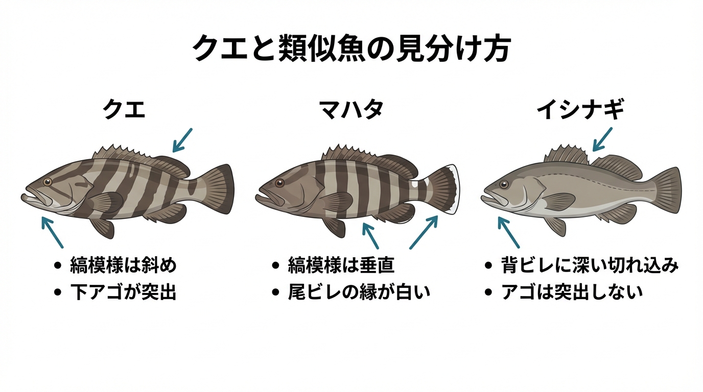 クエ、マハタ、イシナギの3種の魚を比較し、見分け方を解説する図解。縞模様の向き、アゴの形、背ビレの切れ込みといった違いが示されている。