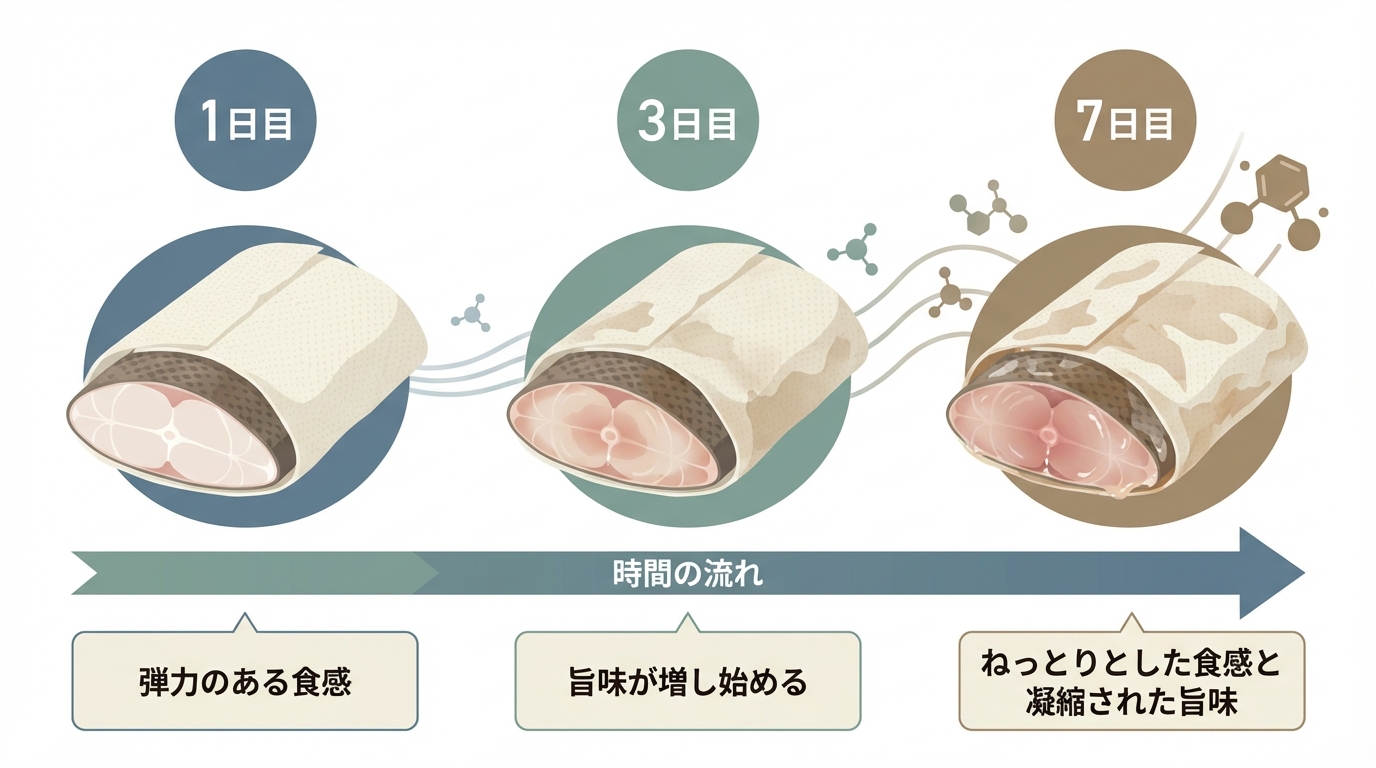 クエの身を1日目から7日目まで熟成させるプロセスと、それぞれの段階での身の状態の変化を示した図解。