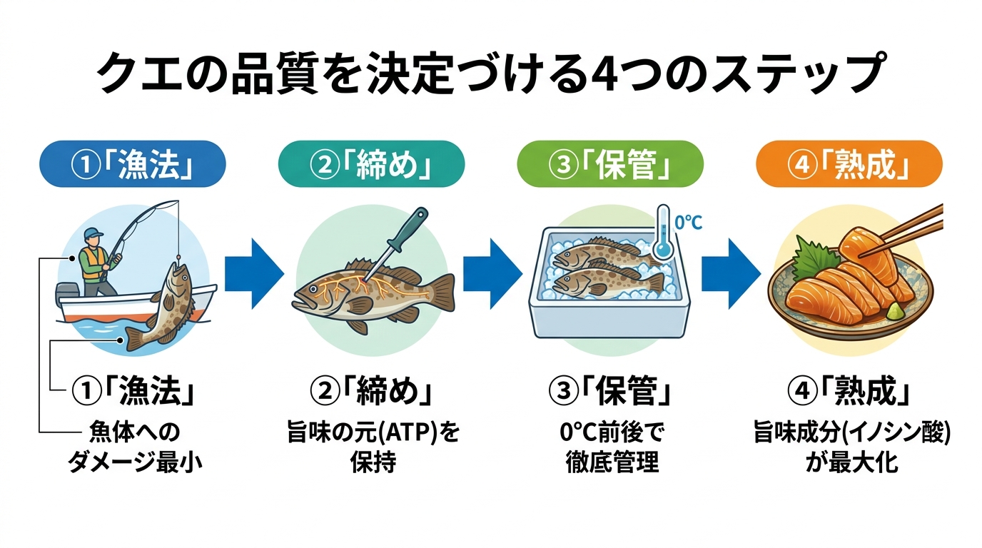 最高のクエの味を生み出すプロセス図解。漁法（一本釣り）、締め（神経締め）、保管（氷温管理）、熟成（旨味最大化）の4ステップが品質を決定づけることを示している。
