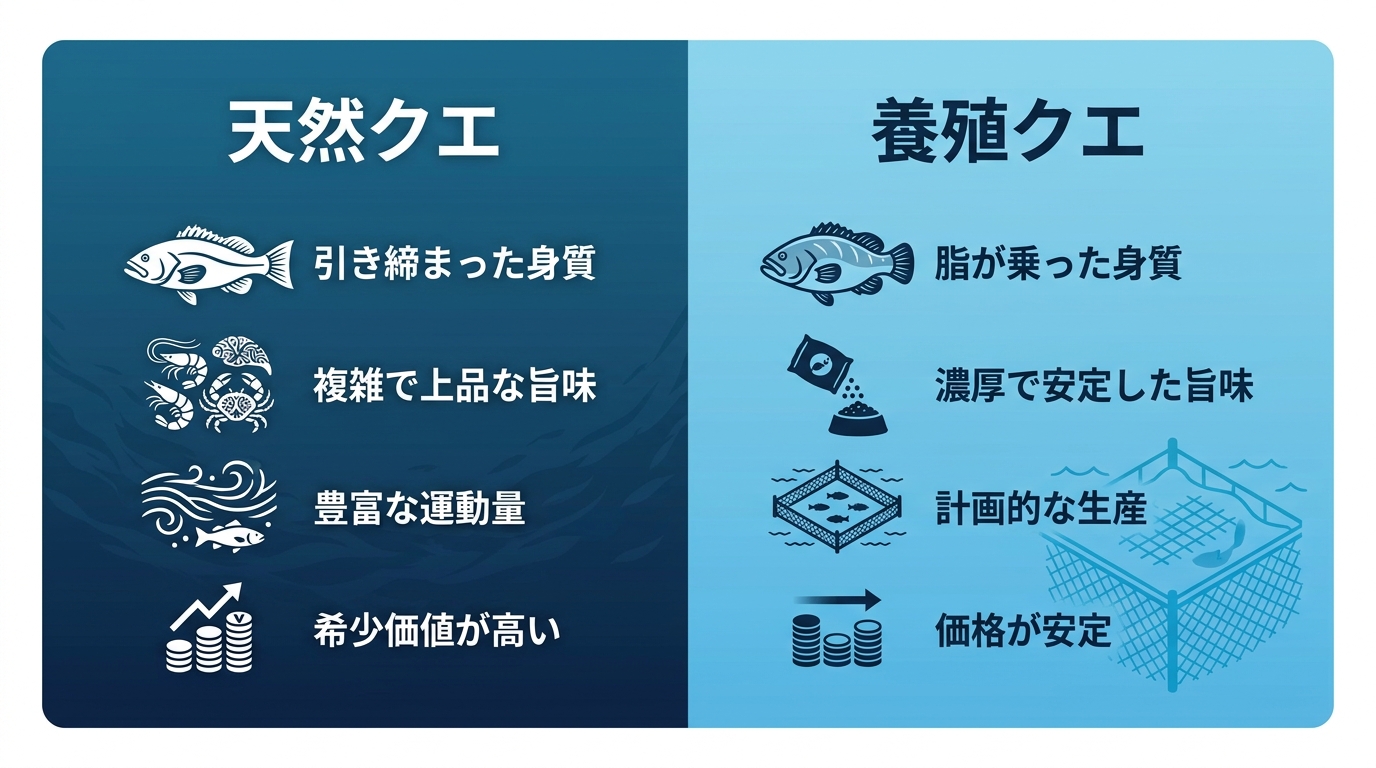 天然クエと養殖クエの4つの違いを比較した図解。天然は「引き締まった身質」「複雑な旨味」「豊富な運動量」「希少価値」。養殖は「脂乗りが良い」「濃厚な旨味」「計画生産」「価格安定」。
