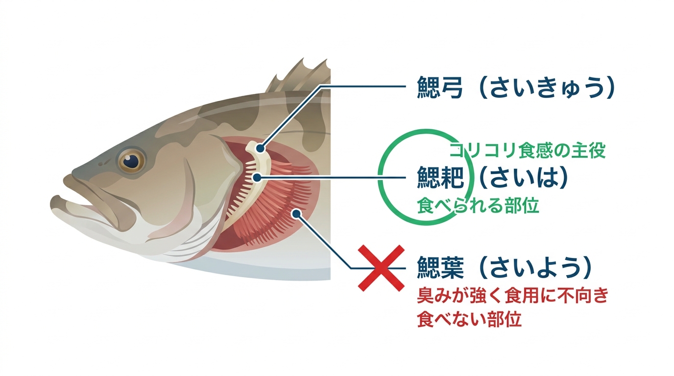 クエのエラの構造図解。食べられる部位である鰓耙と鰓弓の軟骨、食べられない部位である鰓葉がそれぞれ示されている。
