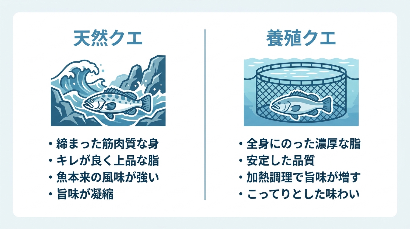 天然クエと養殖クエの脂の違いを比較した図解。天然はキレのある脂、養殖は濃厚な脂といった特徴がまとめられている。