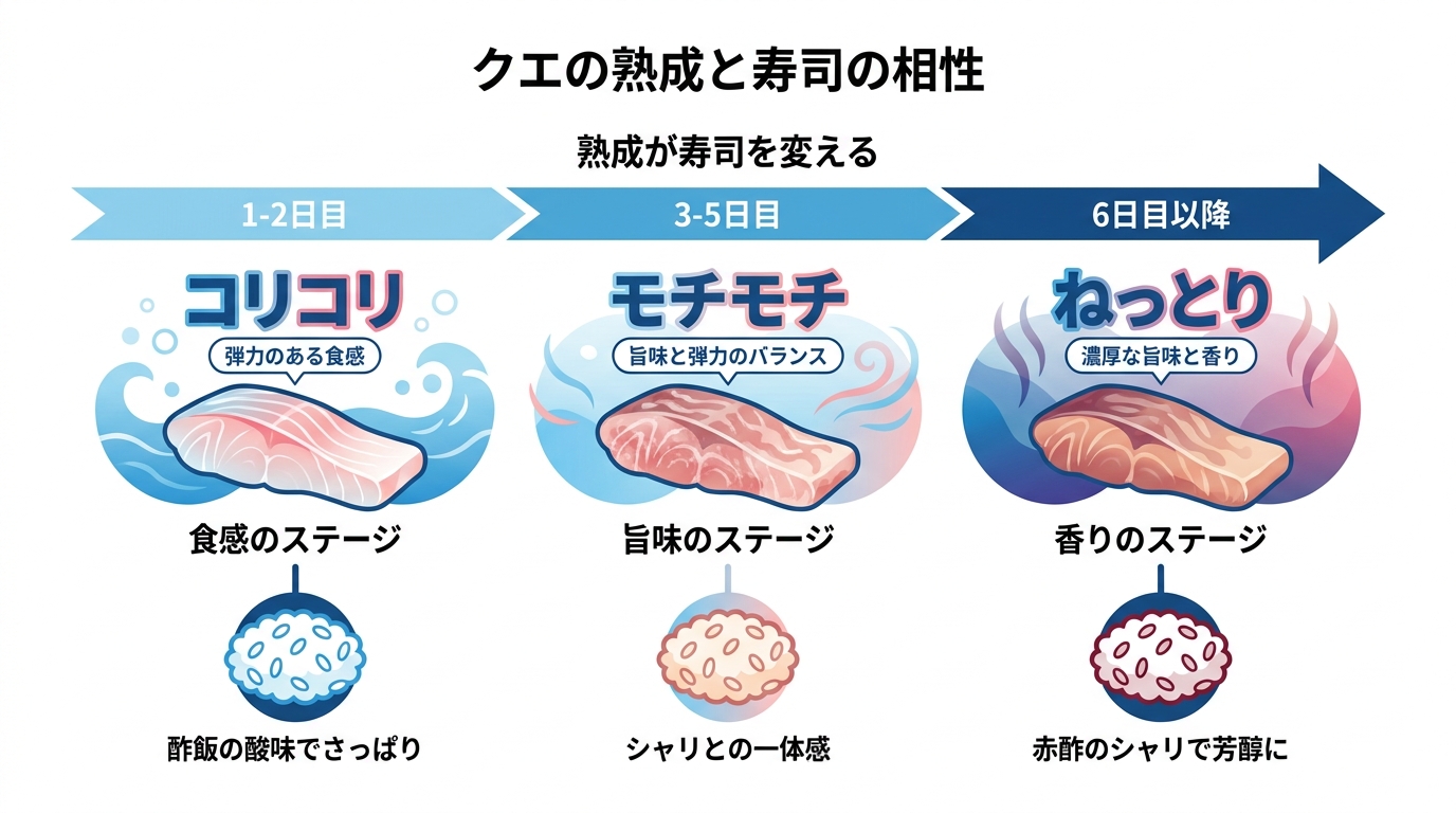 クエの熟成日数による味と食感の変化、そして寿司との相性を示した図解。1-2日目はコリコリ食感、3-5日目はモチモチで旨味のピーク、6日目以降はねっとりとした食感と熟成香が特徴であることを示している。