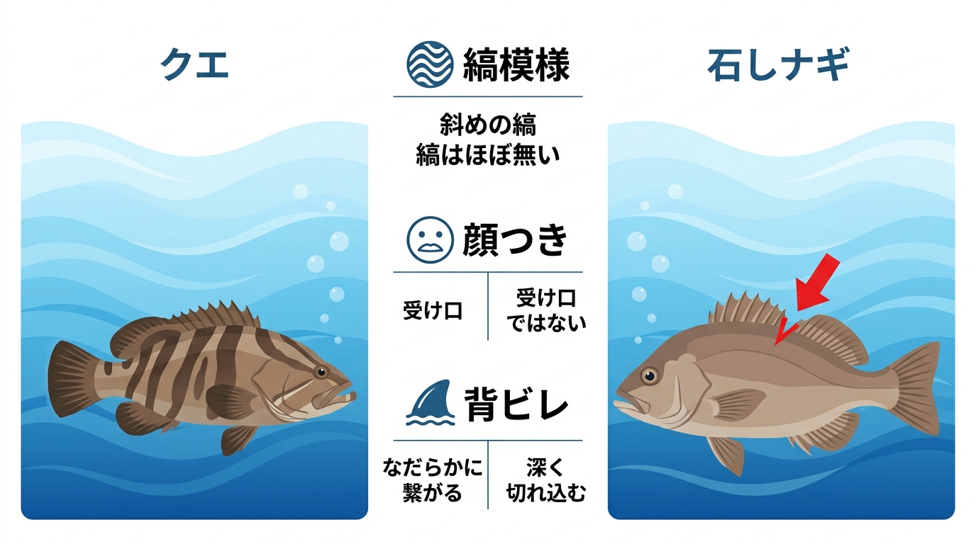 クエとイシナギの見分け方を比較する図解。縞模様の向き、受け口かどうかという顔つき、背ビレの切れ込みの有無という3つのポイントがイラスト付きで分かりやすく解説されている。